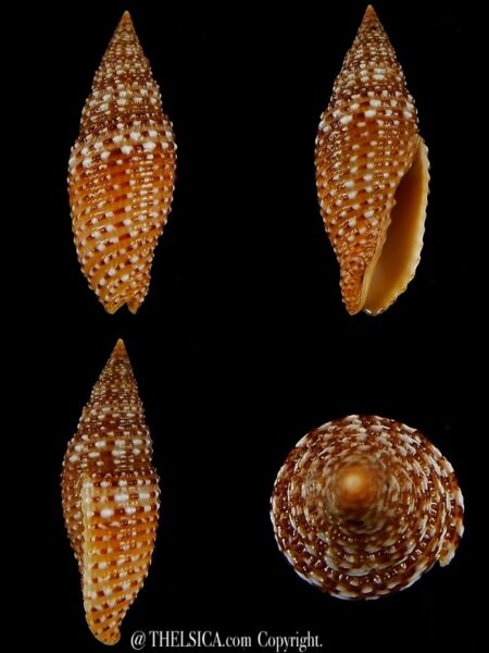 Scabricola vicdani 39,47 mm Gem -0
