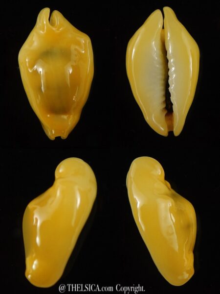 Monetaria moneta N&R 22,06 mm Gem-0