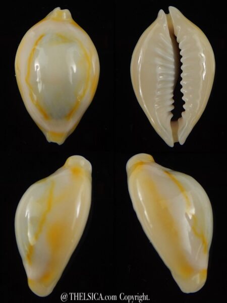 Monetaria annulus annulus 26,30 mm Gem-0