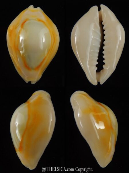 Monetaria annulus annulus 26,80 mm Gem-0