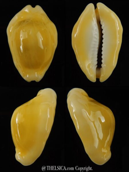 Monetaria moneta moneta N&R 34,30 mm Gem-0