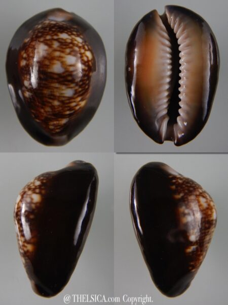 Monetaria caputserpentis .. Big size .. 41,41 mm Gem-0