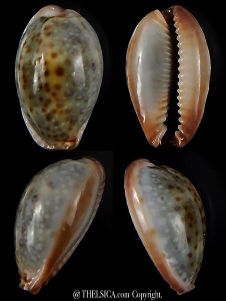 Naria boivinii " SP Colour " 21,06 mm Gem -0