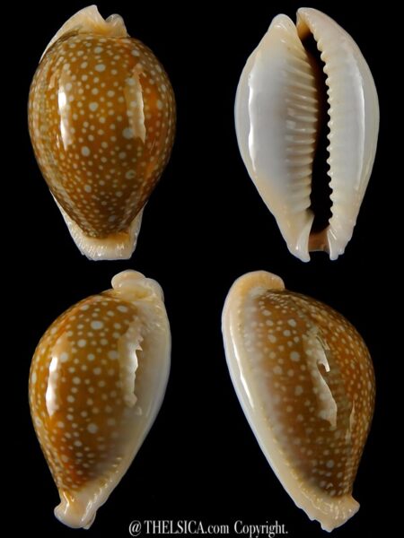 Naria miliaris miliaris ... rostrate .. 38,10 mm Gem-0