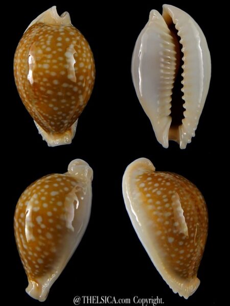Naria miliaris miliaris ... rostrate .. 38,80 mm Gem-0