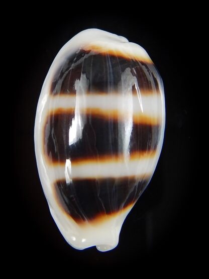 Palmadusta asellus asellus 22,81 mm Gem -44844