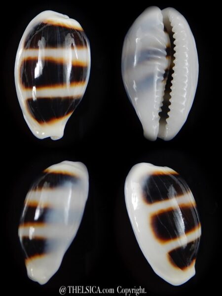 Palmadusta asellus asellus 22,81 mm Gem -0