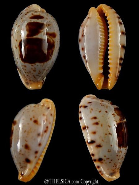 Palmadusta saulae saulae ... Big Size ... 27,50 mm Gem-0
