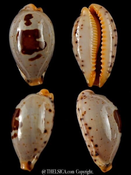 Palmadusta saulae saulae ... Big Size ... 28,62 mm Gem-0
