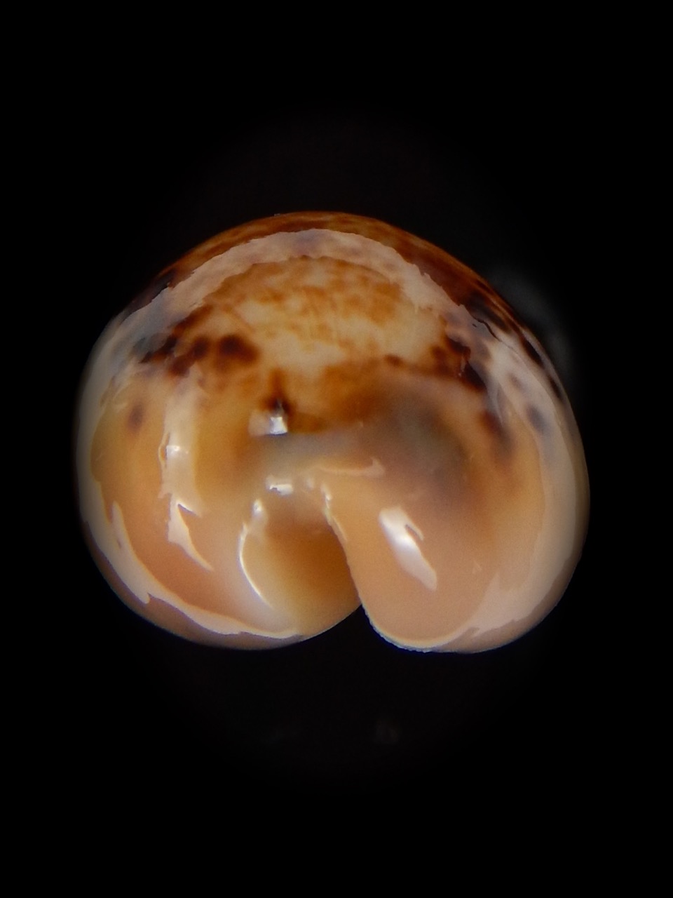 Paradusta hungerfordi bealsi 28,66 mm Gem-44475