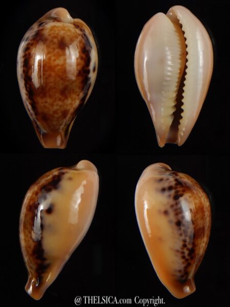 Paradusta hungerfordi bealsi 28,66 mm Gem-0