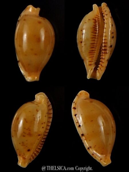 Ransoniella martini superstes 16,47 mm Gem-0