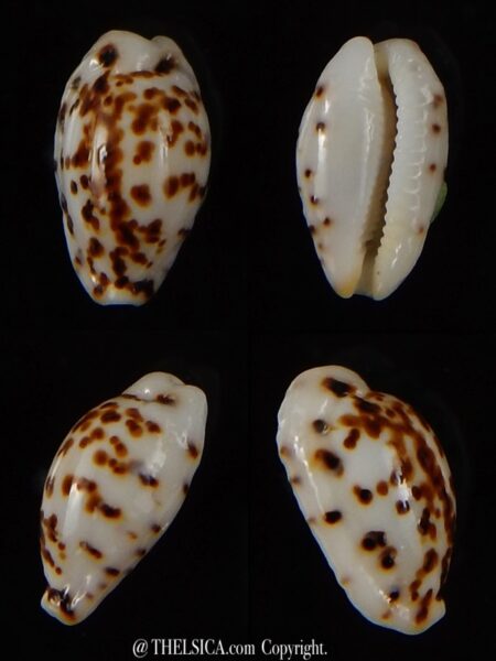 Ransoniella punctata N&R 13,90 mm Gem-0