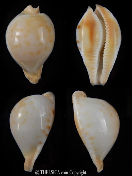 Umbilia capricornica 60,32 mm Gem (-) -0