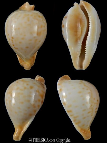 Umbilia capricornica 67,58 mm Gem -0