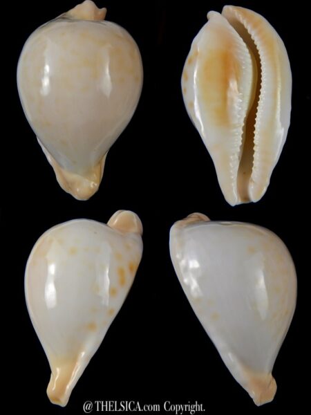 Umbilia capricornica 69,45 mm Gem-0