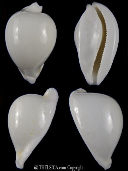 Umbilia hesitata howelli.. Big size ... 94,38 mm Gem-0