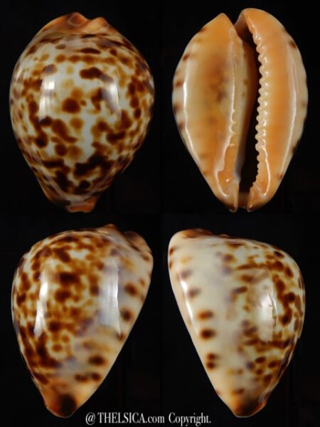 Zoila eludens stricklandi 39,73 mm Gem-0
