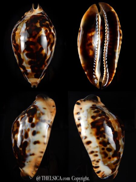 Zoila jeaniana thalamega 88.2 mm Gem-0