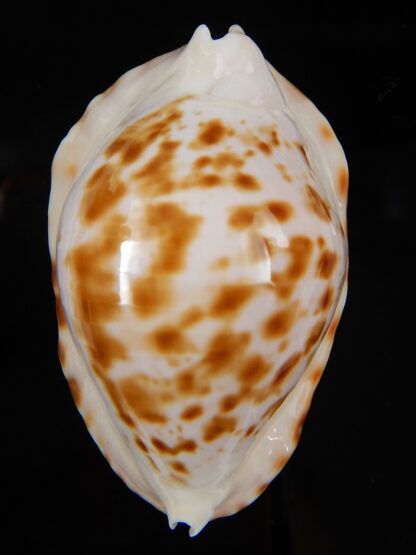 Zoila marginata bataviensis 50,2 mm Gem-44950