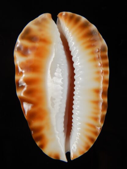 Zoila marginata bataviensis 50,2 mm Gem-44955