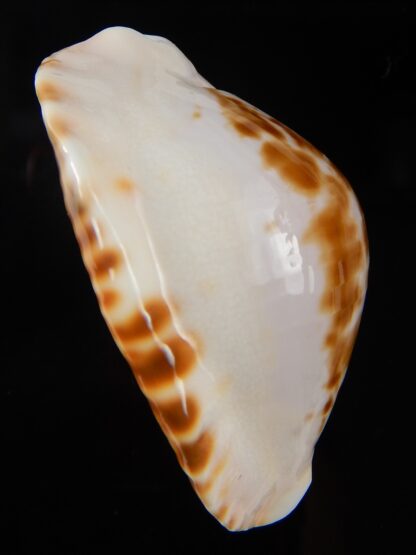 Zoila marginata bataviensis 50,2 mm Gem-44953