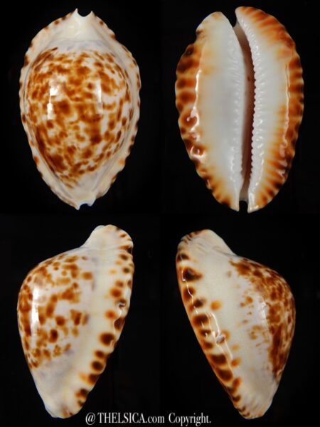 Zoila marginata bataviensis 51,7 mm Gem-0