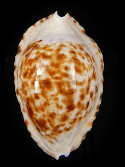 Zoila marginata bataviensis 51,7 mm Gem-44964
