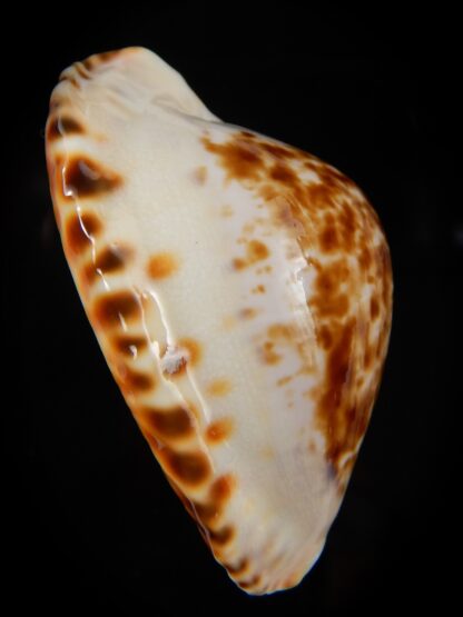 Zoila marginata bataviensis 51,7 mm Gem-44965