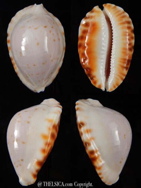 Zoila marginata ketyana 49,5 mm Gem-0