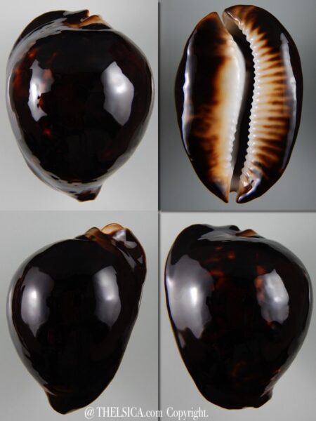 Zoila thersites thersites... Black... 72,72 mm Gem -0