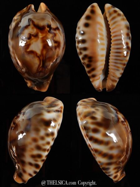 Afrozoila fultoni fultoni miniatra 60,94 mm Gem +++++-0
