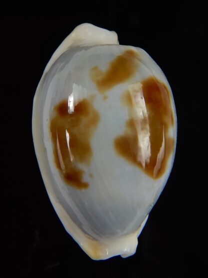 Bistolida brevidentata fluctuans 21,96 mm F+++/Gem-46001