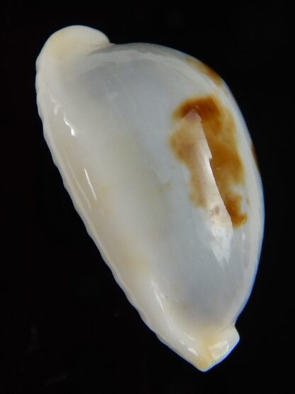 Bistolida brevidentata fluctuans 21,96 mm F+++/Gem-46006