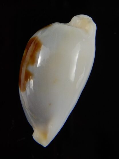 Bistolida brevidentata fluctuans 21,96 mm F+++/Gem-46003