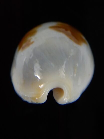 Bistolida brevidentata fluctuans 21,96 mm F+++/Gem-46002