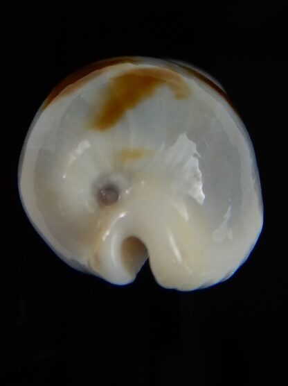 Bistolida brevidentata fluctuans 21,96 mm F+++/Gem-46007