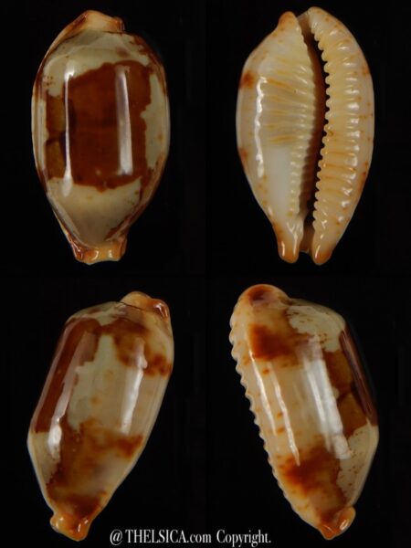 Bistolida stolida " Olango " ... GIANT ... 33,73 mm Gem -0