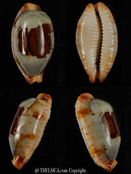Bistolida stolida " Olango " ... GIANT ... 34,84 mm Gem-0