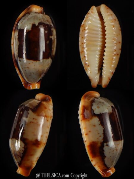 Bistolida stolida " Olango " 28,20 mm Gem-0
