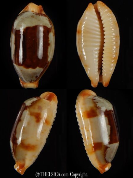 Bistolida stolida " Olango " ... Big size ... 31,63 mm Gem-0