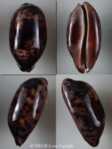 Chelycypraea testudinaria 103,15 mm Gem-0