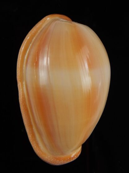 Marginella Closia princeps 39,66 mm Gem-45973