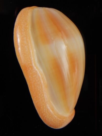 Marginella Closia princeps 39,66 mm Gem-45977