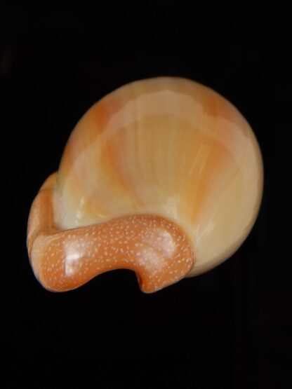 Marginella Closia princeps 39,66 mm Gem-45975