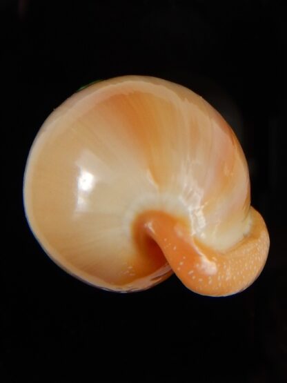 Marginella Closia princeps 39,66 mm Gem-45978