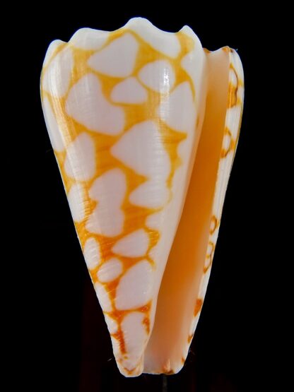 Conus marmoreus ..Orange ... 51,40 mm F+++:Gem -45856