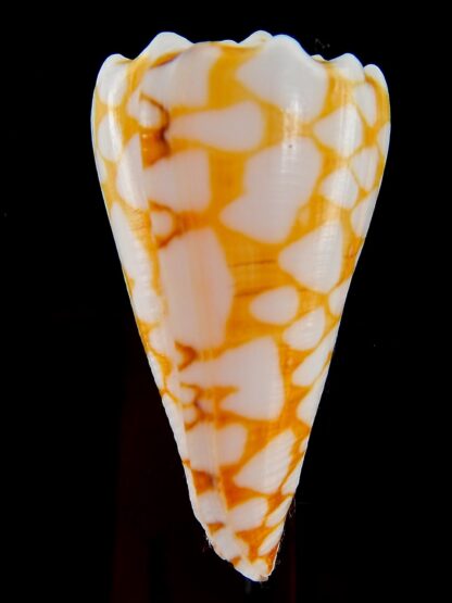 Conus marmoreus ..Orange ... 51,40 mm F+++:Gem -45859
