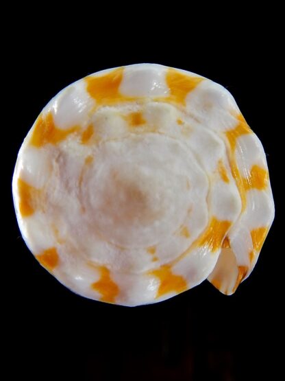 Conus marmoreus ..Orange ... 51,40 mm F+++:Gem -45858