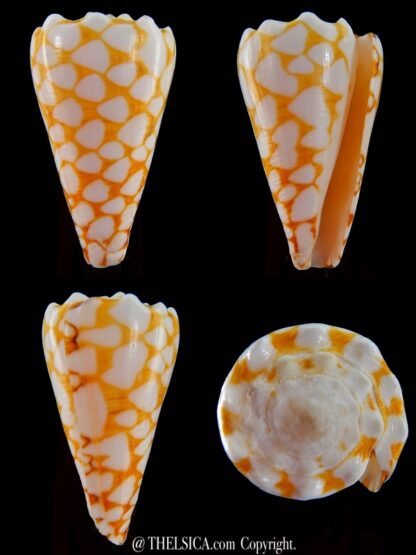 Conus marmoreus ..Orange ... 51,40 mm F+++:Gem -0